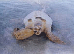 Photo:Sea turtle died after ingesting plastic bag