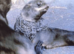 Photo:Baby northern fur seal entangled by fishnet on the neck