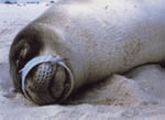 写真：リング状のプラスチックが口にはまった状態で死亡していたアザラシ