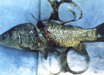 写真：プラスチックホルダー（6パックリング）が体にはまった魚