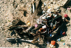 写真：コアホドリの死骸と、誤飲さかいれたごみ